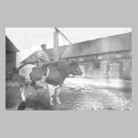 050-0017 Der Schweitzer, Herr Wallat, auf dem Zuchtbullen der Familie Gudde. Rechts der Vieh- und Pferdestall, nach dem 1. Weltkrieg neuerbaut..jpg